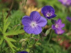 Storchschnabel 'Brookside' -Angebote Blumen Takt Store storchschnabel brookside m058627 w 1