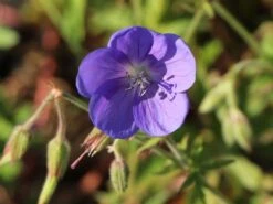 Storchschnabel 'Brookside' -Angebote Blumen Takt Store storchschnabel brookside m058627 w 10