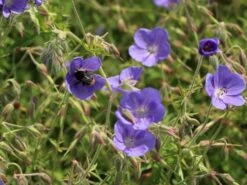 Storchschnabel 'Brookside' -Angebote Blumen Takt Store storchschnabel brookside m058627 w 2