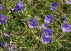 Storchschnabel 'Brookside' -Angebote Blumen Takt Store storchschnabel brookside m058627 w 4