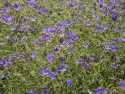 Storchschnabel 'Brookside' -Angebote Blumen Takt Store storchschnabel brookside m058627 w 6