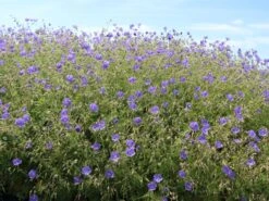 Storchschnabel 'Brookside' -Angebote Blumen Takt Store storchschnabel brookside m058627 w 7