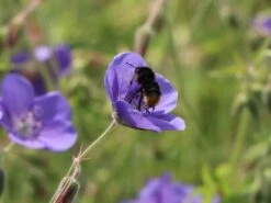 Storchschnabel 'Brookside' -Angebote Blumen Takt Store storchschnabel brookside m058627 w 8