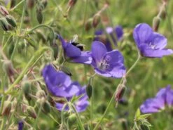 Storchschnabel 'Brookside' -Angebote Blumen Takt Store storchschnabel brookside m058627 w 9