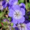 Storchschnabel 'Buxton's Blue'