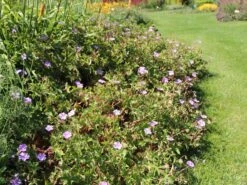 Storchschnabel 'Buxton's Blue' -Angebote Blumen Takt Store storchschnabel buxtons blue m058661 w 0