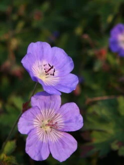 Storchschnabel 'Buxton's Blue' -Angebote Blumen Takt Store storchschnabel buxtons blue m058661 w 1
