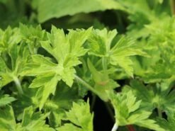 Storchschnabel 'Buxton's Blue' -Angebote Blumen Takt Store storchschnabel buxtons blue m058661 w 2