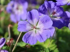 Storchschnabel 'Buxton's Blue' -Angebote Blumen Takt Store storchschnabel buxtons blue m058661 w 3