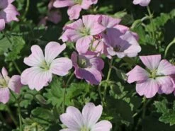 Storchschnabel 'Dreamland' -Angebote Blumen Takt Store storchschnabel dreamland m102102 w 0