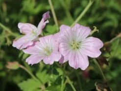 Storchschnabel 'Dreamland' -Angebote Blumen Takt Store storchschnabel dreamland m102102 w 1