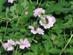 Storchschnabel 'Dreamland' -Angebote Blumen Takt Store storchschnabel dreamland m102102 w 2