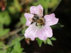 Storchschnabel 'Dreamland' -Angebote Blumen Takt Store storchschnabel dreamland m102102 w 3