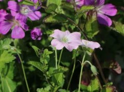 Storchschnabel 'Dreamland' -Angebote Blumen Takt Store storchschnabel dreamland m102102 w 7