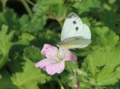 Storchschnabel 'Dreamland' -Angebote Blumen Takt Store storchschnabel dreamland m102102 w 8