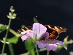 Storchschnabel 'Dreamland' -Angebote Blumen Takt Store storchschnabel dreamland m102102 w 9