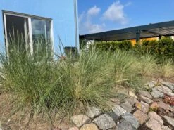 Strandhafer -Angebote Blumen Takt Store strandhafer m057631 193676 0