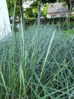 Strandhafer -Angebote Blumen Takt Store strandhafer m057631 193676 0