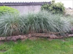 Strandhafer -Angebote Blumen Takt Store strandhafer m057631 681622 0