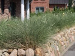 Strandhafer -Angebote Blumen Takt Store strandhafer m057631 w 0