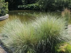 Strandhafer -Angebote Blumen Takt Store strandhafer m057631 w 2