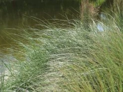 Strandhafer -Angebote Blumen Takt Store strandhafer m057631 w 3