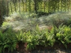 Strandhafer -Angebote Blumen Takt Store strandhafer m057631 w 4