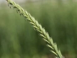 Strandroggen 'Blue Dune' -Angebote Blumen Takt Store strandroggen blue dune m110106 w 0