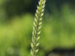 Strandroggen 'Blue Dune' -Angebote Blumen Takt Store strandroggen blue dune m110106 w 1