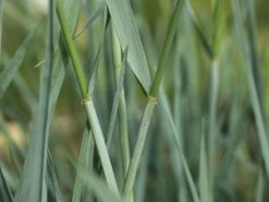 Strandroggen 'Blue Dune' -Angebote Blumen Takt Store strandroggen blue dune m110106 w 2