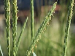 Strandroggen 'Blue Dune' -Angebote Blumen Takt Store strandroggen blue dune m110106 w 4