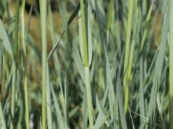 Strandroggen 'Blue Dune' -Angebote Blumen Takt Store strandroggen blue dune m110106 w 6