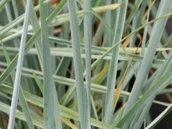 Strandroggen 'Blue Dune' -Angebote Blumen Takt Store strandroggen blue dune m110106 w 7