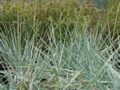 Strandroggen 'Blue Dune' -Angebote Blumen Takt Store strandroggen blue dune m110106 w 8