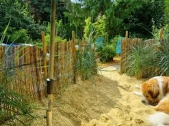 Strandroggen -Angebote Blumen Takt Store strandroggen m044869 1160910 0