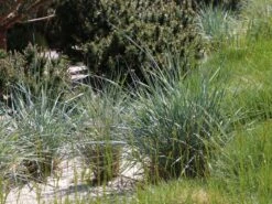 Strandroggen -Angebote Blumen Takt Store strandroggen m044869 w 1