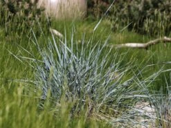 Strandroggen -Angebote Blumen Takt Store strandroggen m044869 w 2