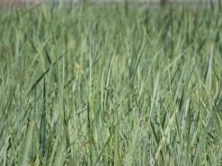 Strandroggen -Angebote Blumen Takt Store strandroggen m044869 w 3