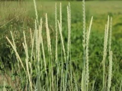 Strandroggen -Angebote Blumen Takt Store strandroggen m044869 w 4