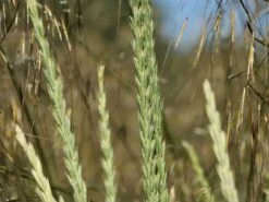 Strandroggen -Angebote Blumen Takt Store strandroggen m044869 w 5