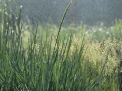 Strandroggen -Angebote Blumen Takt Store strandroggen m044869 w 6