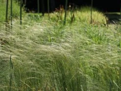 Südliches Reiher-Federgras -Angebote Blumen Takt Store suedliches reiher federgras m076237 w 2