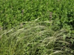 Südliches Reiher-Federgras -Angebote Blumen Takt Store suedliches reiher federgras m076237 w 5