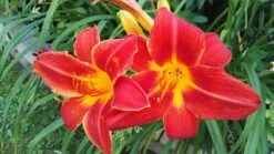 Taglilie 'Chicago Apache' -Angebote Blumen Takt Store taglilie chicago apache m058811 82019 0