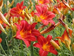 Taglilie 'Chicago Apache' -Angebote Blumen Takt Store taglilie chicago apache m058811 w 0