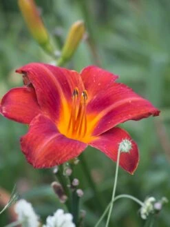 Taglilie 'Chicago Apache' -Angebote Blumen Takt Store taglilie chicago apache m058811 w 1