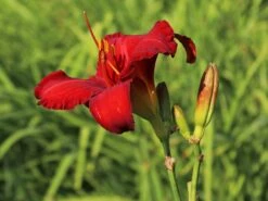 Taglilie 'Chicago Apache' -Angebote Blumen Takt Store taglilie chicago apache m058811 w 2