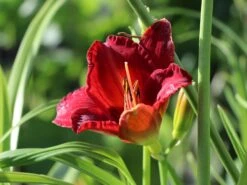 Taglilie 'Chicago Apache' -Angebote Blumen Takt Store taglilie chicago apache m058811 w 3