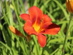 Taglilie 'Chicago Apache' -Angebote Blumen Takt Store taglilie chicago apache m058811 w 4