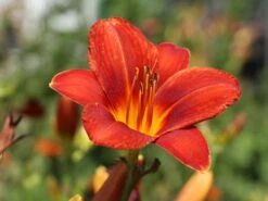 Taglilie 'Chicago Apache' -Angebote Blumen Takt Store taglilie chicago apache m058811 w 5